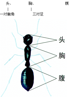 ������蚂蚁.gif